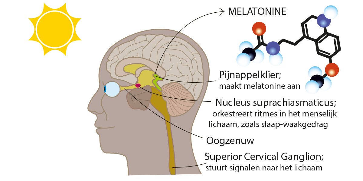 Melatonine; Tunable White en Biodynamische verlichting