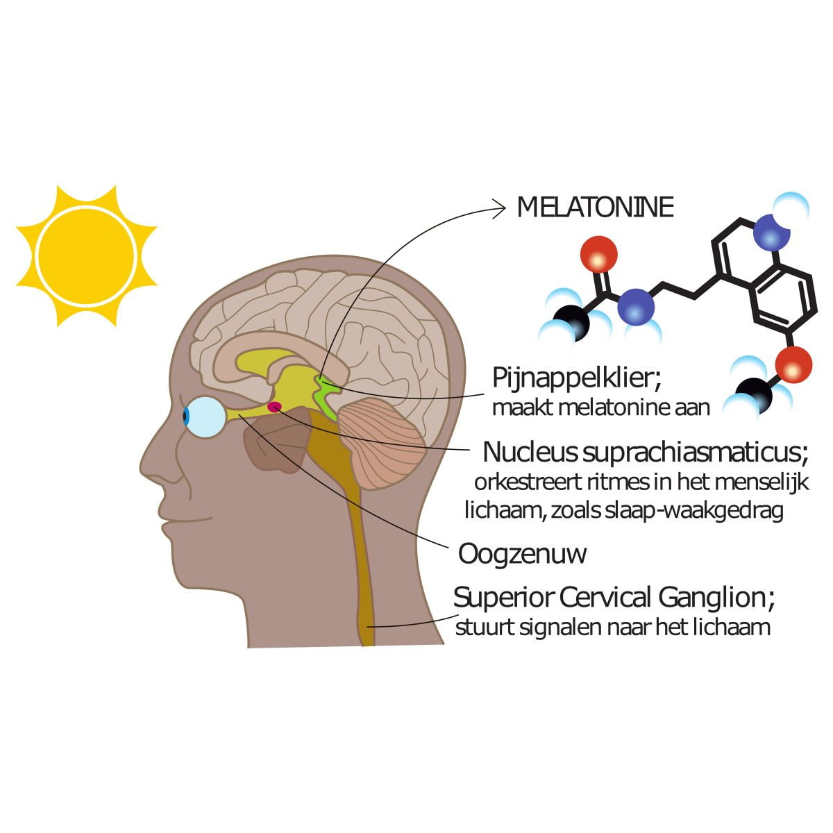 Biodynamische verlichting melatonine