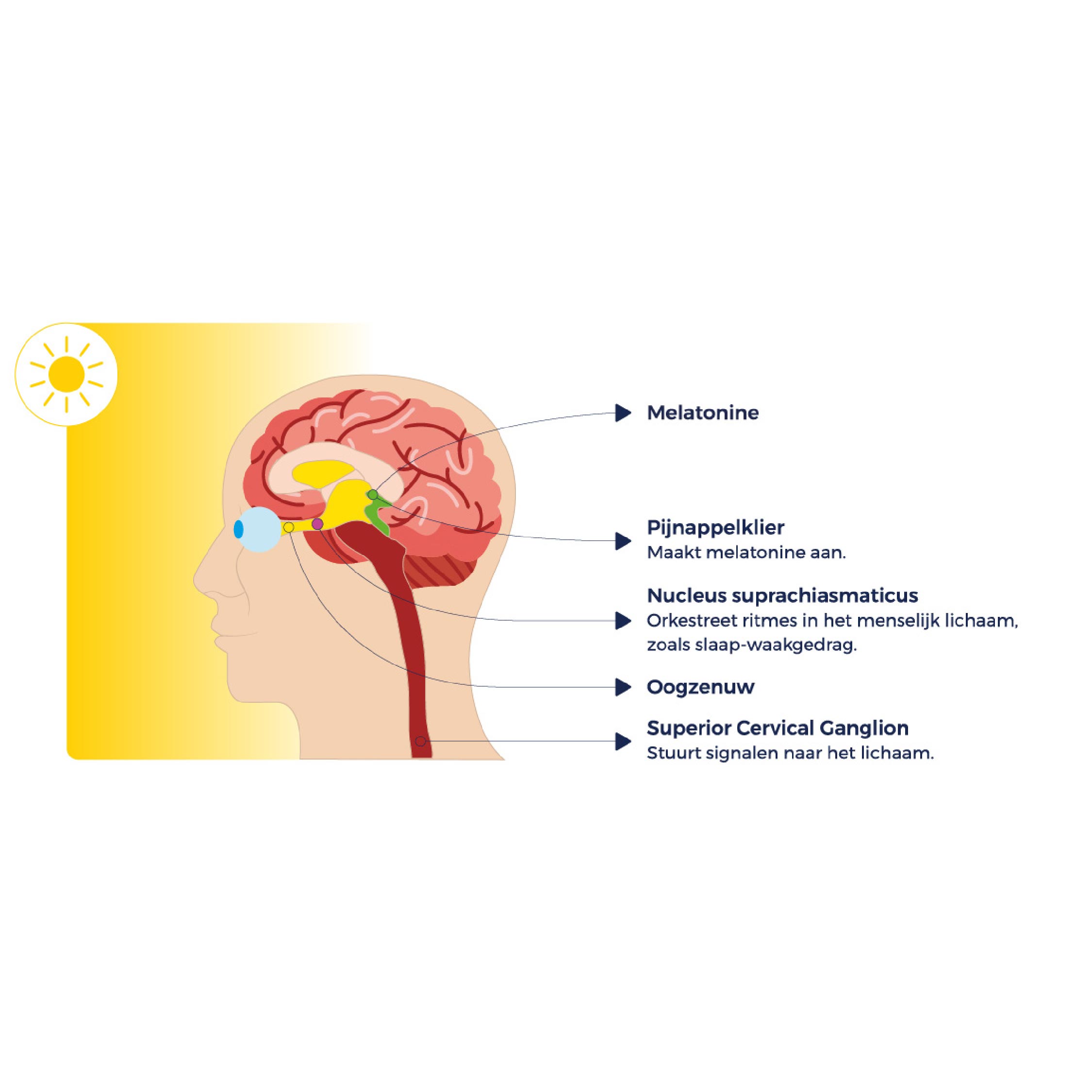 Wat is melatonine